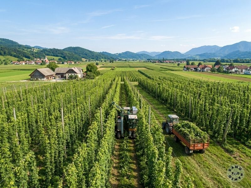 Alpska pravljica in zeleno zlato