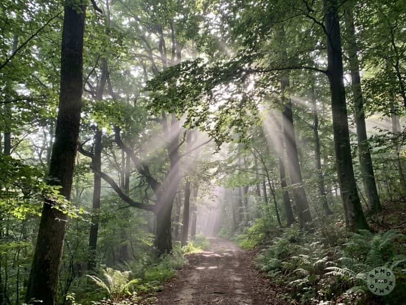Zelena narava in aktivni odklop